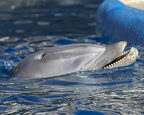 Denuncian al zoo de Madrid por el mal estado de salud de sus delfines