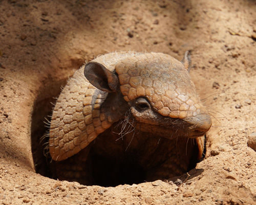 El armadillo, un misterioso animal anclado en el pasado