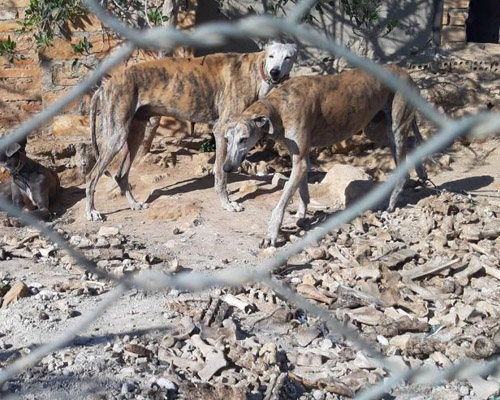 Investigan la muerte de seis podencos en Alcalá de Guadaíra