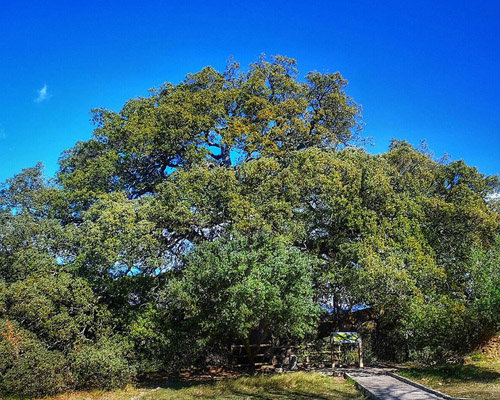 ¿Quieres saber cómo es el Árbol del Año en España en 2021?