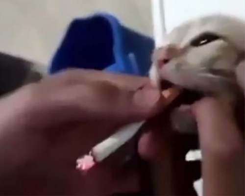 Obligan a fumar a un gato y publican el vídeo
