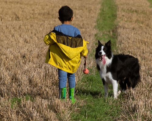 ¿Qué beneficios aporta un animal doméstico a un niño?