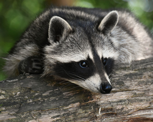 ¿Sabías que no puedes tener a estos animales en tu hogar en España?