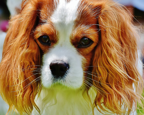 Noruega prohíbe la cría de las razas Cavalier Spaniel y Bulldog Inglés