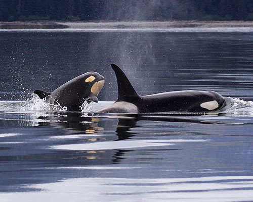 Ballenas y delfines se acercan al litoral español