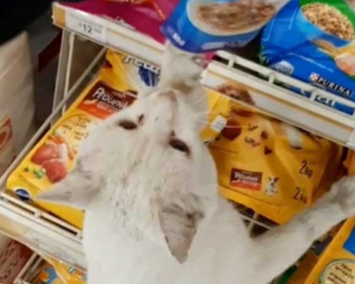Este gato señala su marca favorita en el supermercado