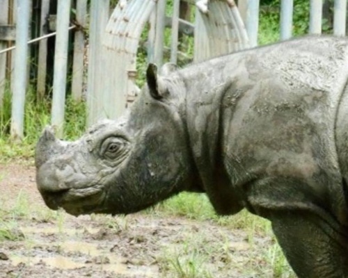 Extinto en Malasia el rinoceronte de Sumatra