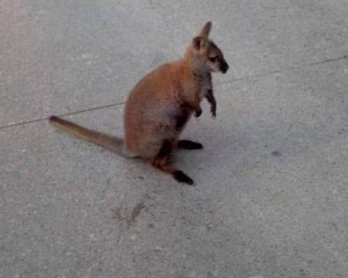 Un pequeño ualabí aparece en un pueblo de Gerona