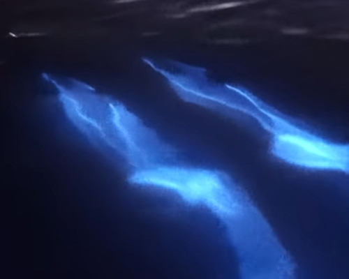 Avistan delfines bioluminiscentes en las playas de California