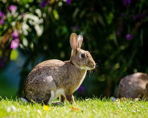 El conejo europeo está en peligro de extinción