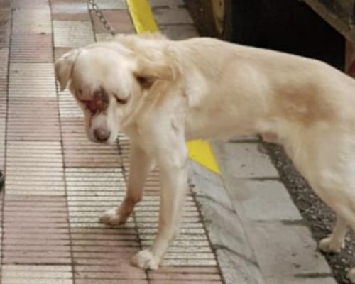 Detenido por maltratar a su perro hasta la muerte