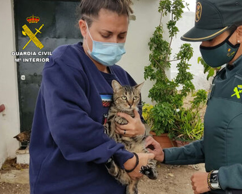 Investigado por cazar gatos mediante trampas lazo en Córdoba