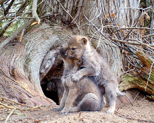 ¿Has escuchado los primeros aullidos de un pequeño lobo?