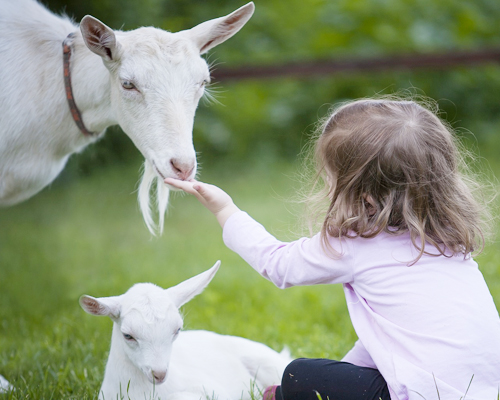 Los bebés que viven cerca de animales son más fuertes