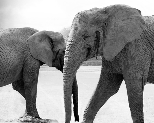 Botsuana permite la caza a subasta de otros 83 elefantes