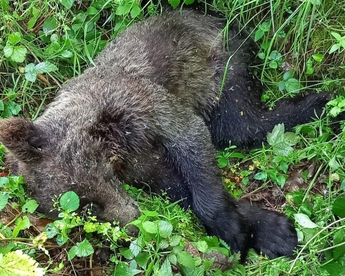 Aparece el cadáver de un oso joven en Asturias