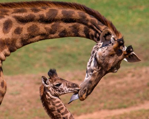Las jirafas masái, en peligro de extinción
