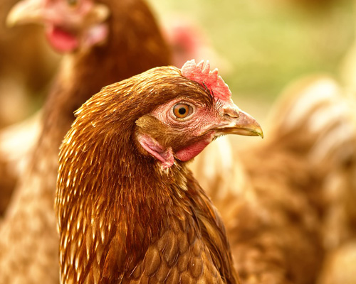 Gullón dejará de utilizar huevos de gallinas enjauladas