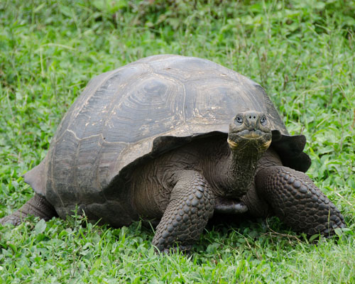 El paraíso de las Galápagos, en peligro debido al plástico