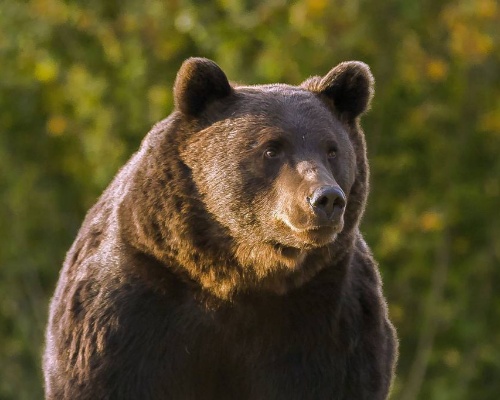 Acusan a un príncipe de Liechtenstein de matar al oso Arthur