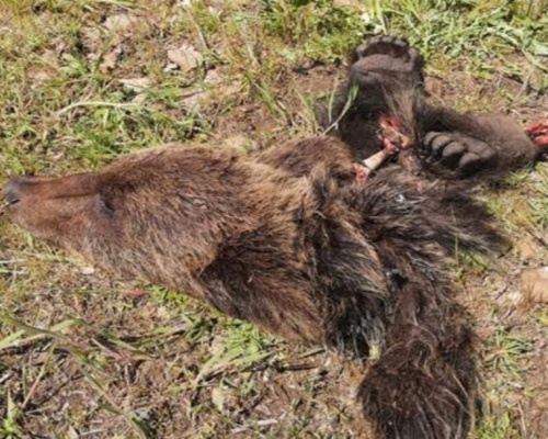 La muerte del oso pardo en León pudo ser accidental