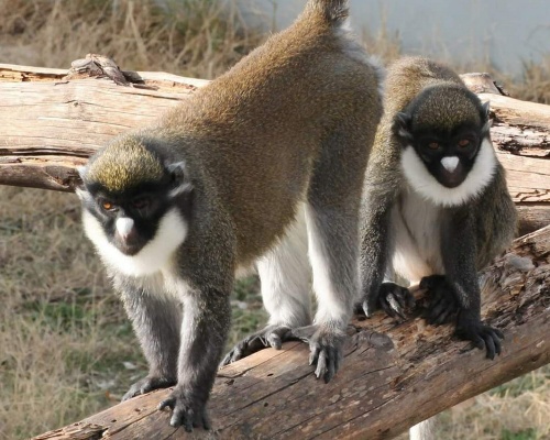 Roban dos primates de Rainfer y los abandonan