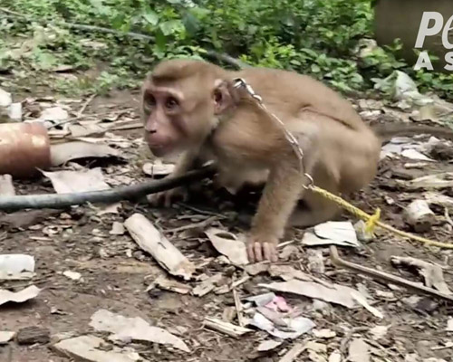 Polémica: monos explotados para recolectar cocos