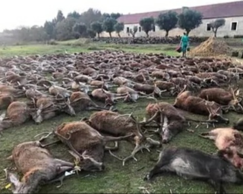 Portugal investiga a 16 cazadores españoles por matar a 540 animales
