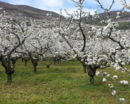 Comienza la floración de los cerezos del Valle del Jerte