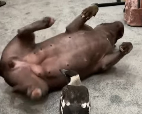 Una perra acoge a una urraca como su cría en Queensland