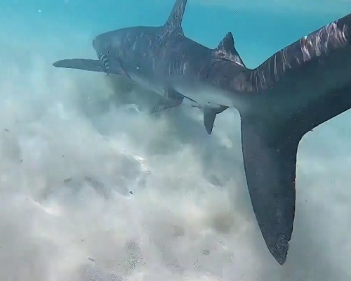 Un tiburón azul aparece en aguas de Menorca