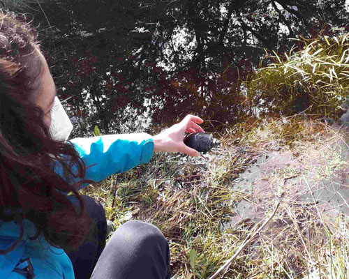 Liberan 50 galápagos europeos en la Cuenca Alta del Manzanares