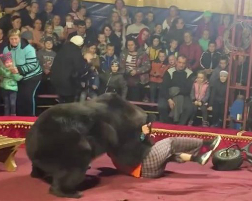 Un oso ataca a su domador en plena función