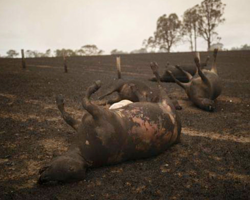 1.000 millones de animales mueren en Australia