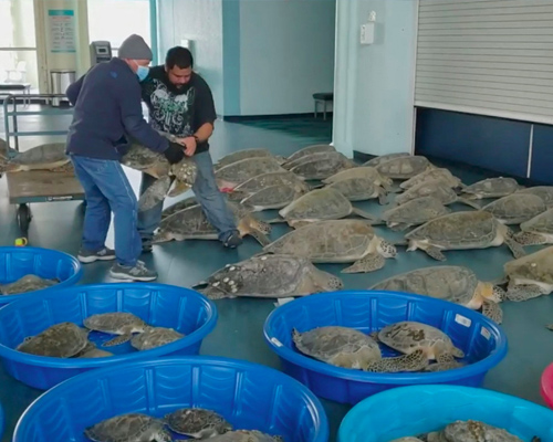 Rescatan a más de 4.000 tortugas aturdidas por el frío en Texas