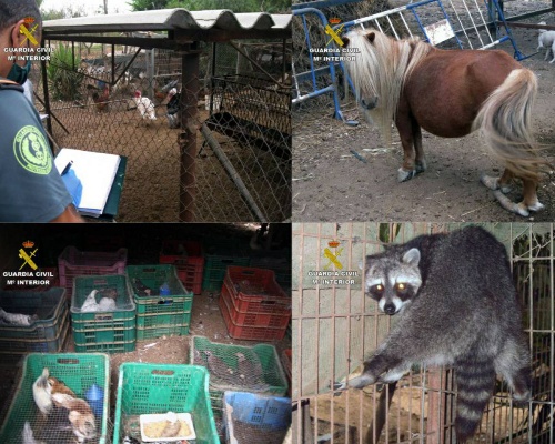 Desmantelan un zoo ilegal con 572 animales en Lorca