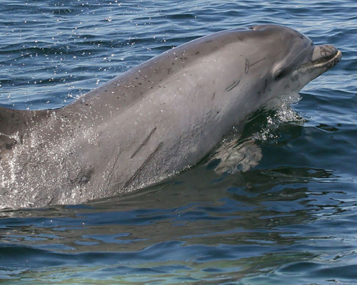Una hembra de delfín intenta reflotar a su cría fallecida