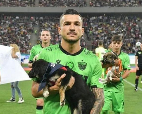 La Federación Rumana de Fútbol presentará perros en adopción
