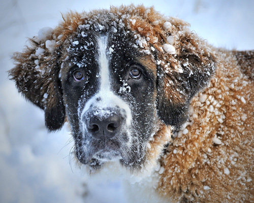 ¿Cuáles son los mejores GPS para localizar a tu perro?