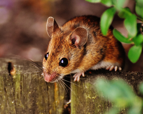 Una plaga de ratones amenaza las cosechas de Australia