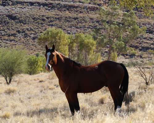 Australia sacrificará más de 10.000 caballos salvajes