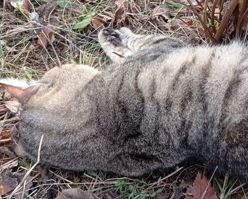 Hallan cadáveres de gatos atrapados en lazos trampa en Tarragona