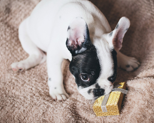 Los regalos solidarios más originales para ayudar a los animales