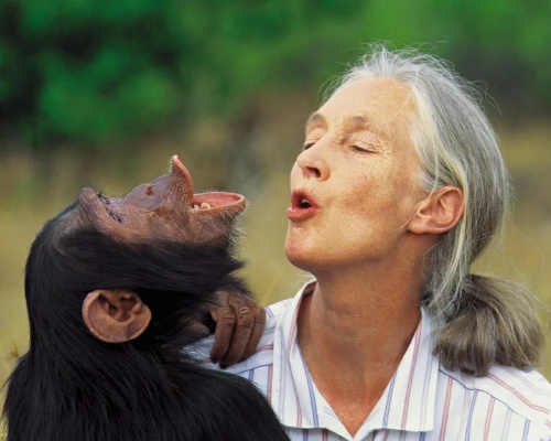 Era falso: Jane Goodall no amadrinará el Congreso de Conservación