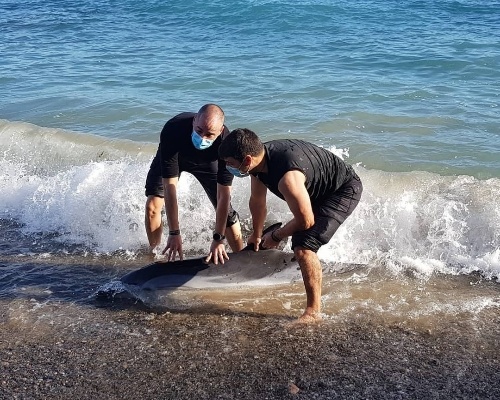 ¿Cómo debemos actuar si encontramos un delfín varado?