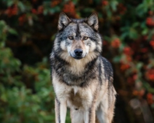 Matan a tiros a Takaya, el lobo más famoso de Canadá