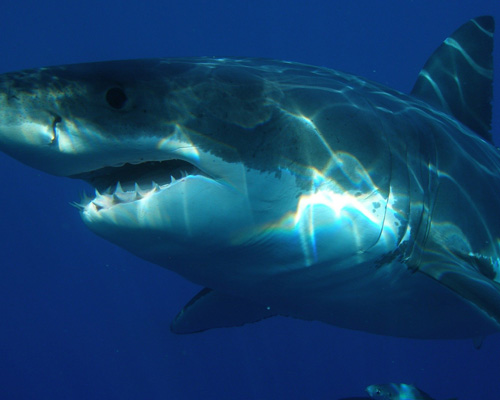 ¿Sabías que el tiburón blanco pudo provocar la extinción del megalodón?