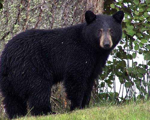 Un hombre se enfrenta a un oso para proteger a sus perros en Florida