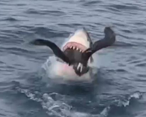 Impactante vídeo: un tiburón blanco caza a un ave