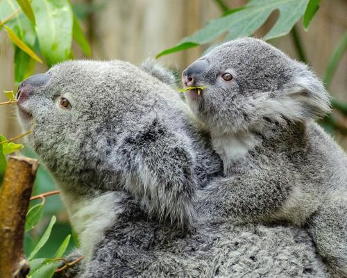 ¿Cuántas horas puede dormir un koala cada día?